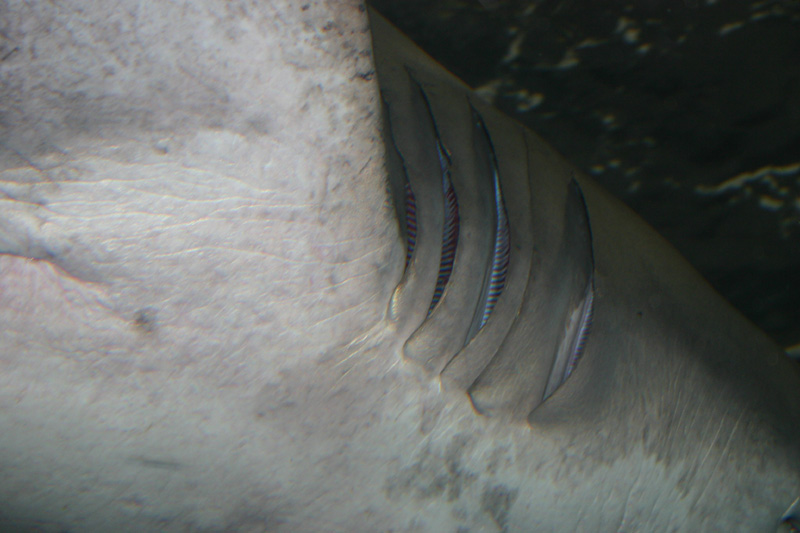 263_IMG_7722