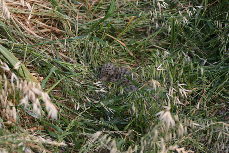 425_IMG_7867
